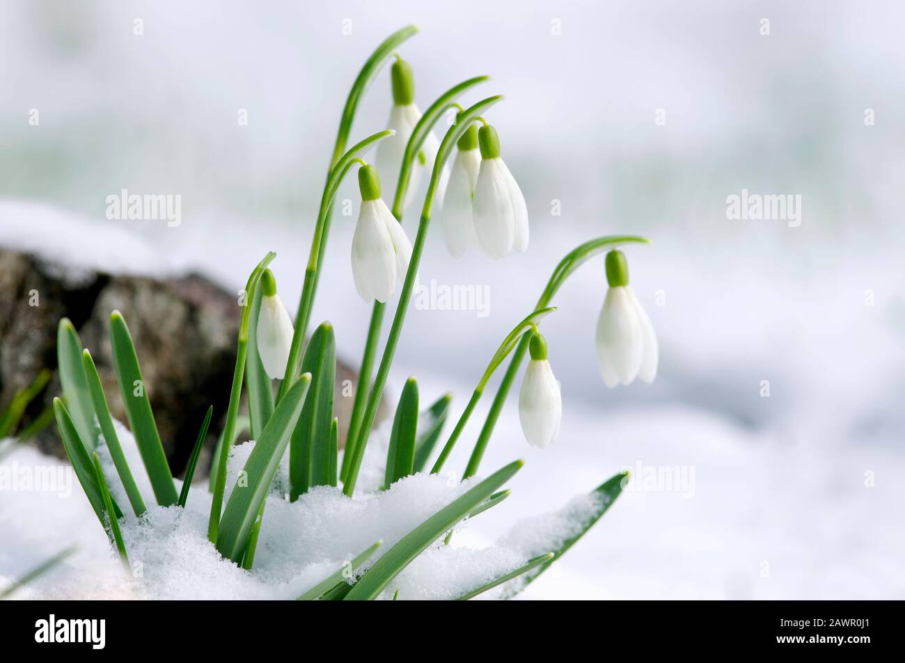 Common Snowdrops (Galanthus nivailis) in the snow. Stock Photo