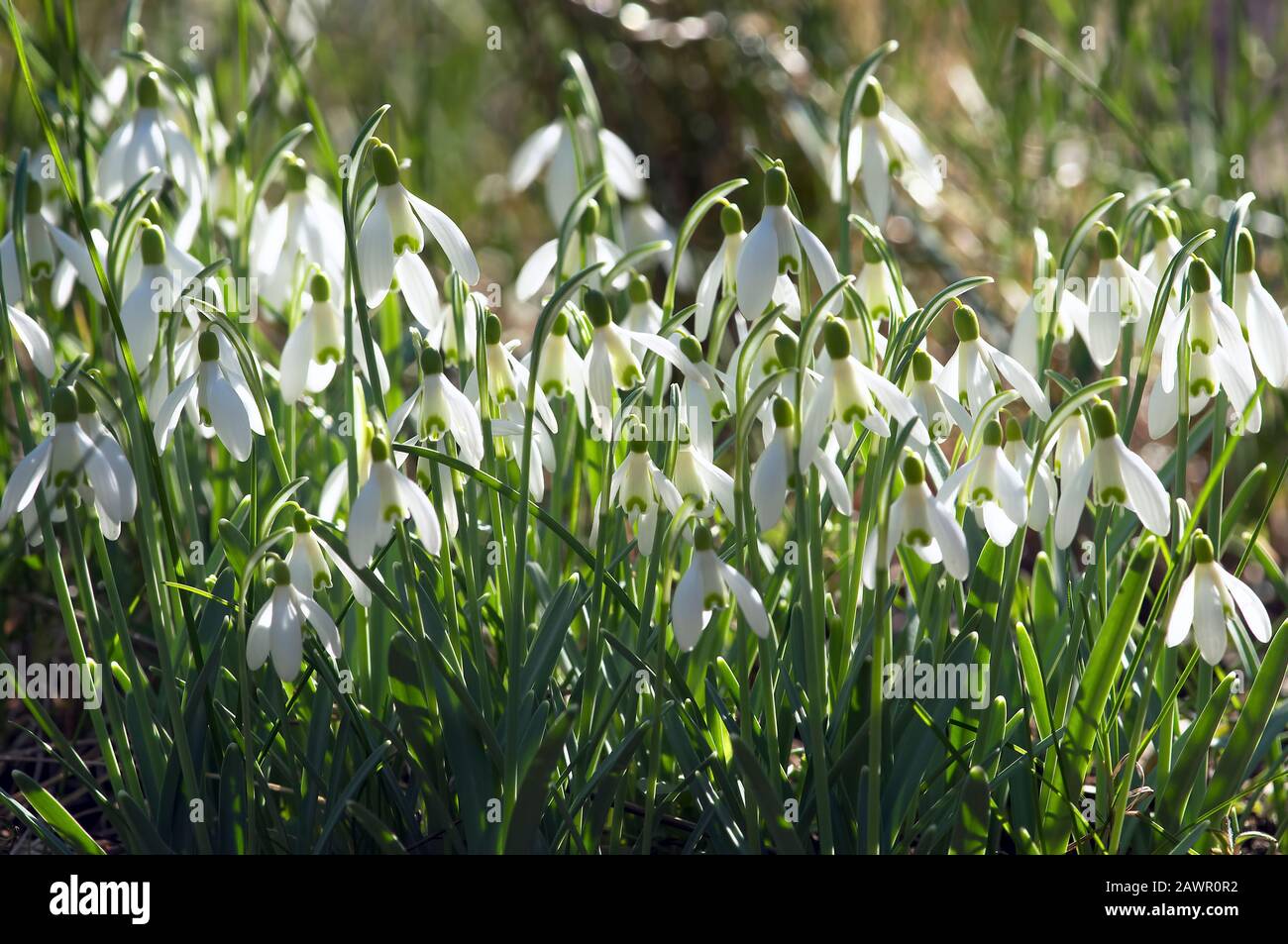 A mass planting of Common Snowdrops (Galanthus nivalis) backlit by the afternoon sun. Stock Photo