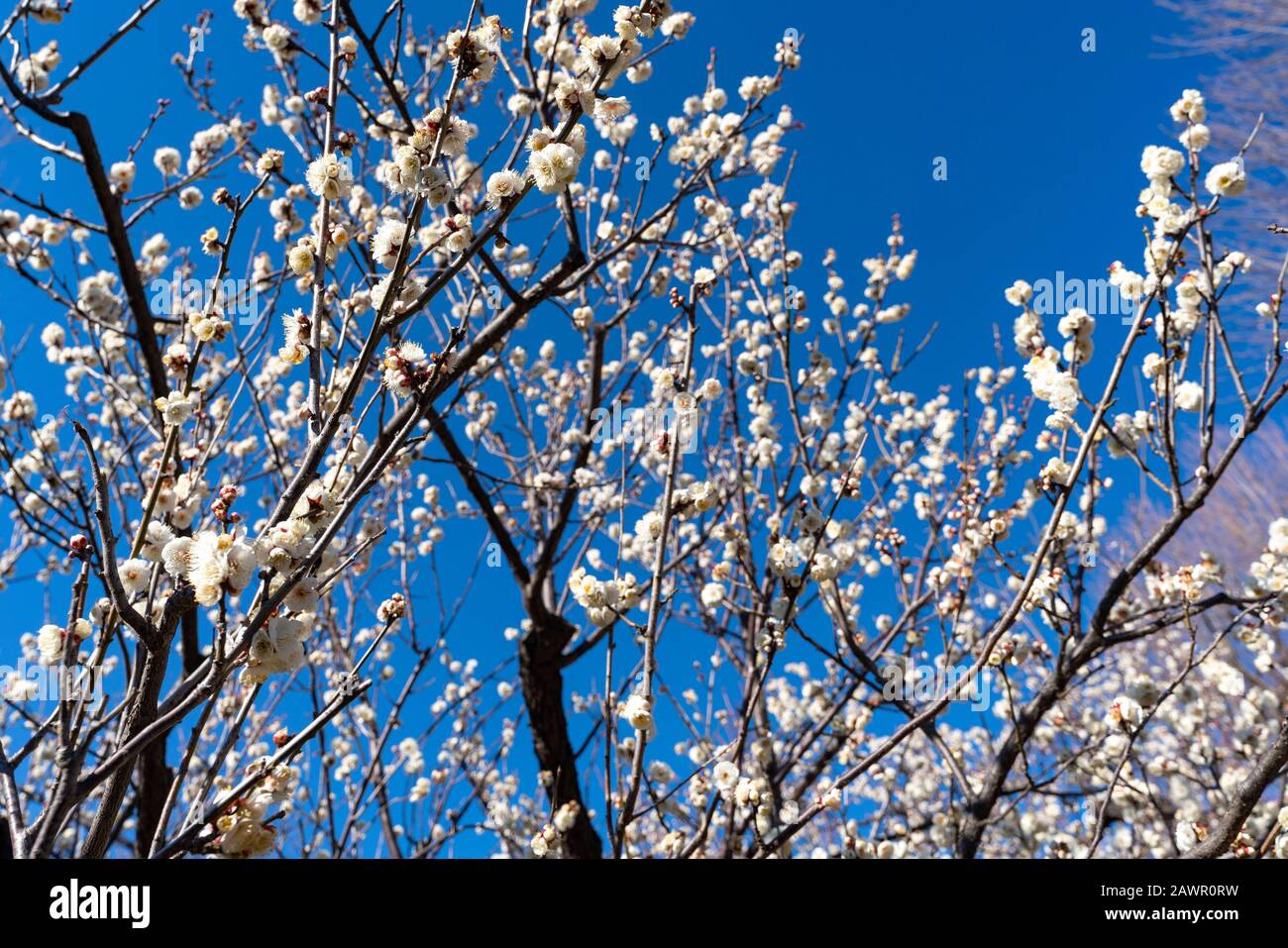 Ume Festival, Hanegi Park, Setagaya-Ku, Tokyo, Japan Stock Photo