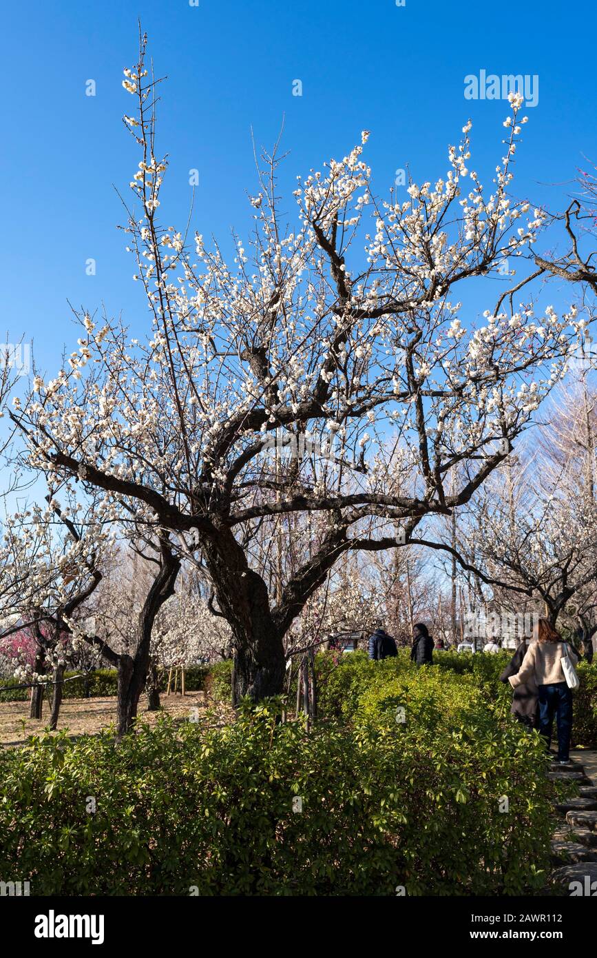 Ume Festival, Hanegi Park, Setagaya-Ku, Tokyo, Japan Stock Photo