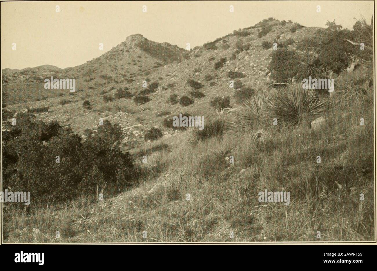 The vegetation of a desert mountain range as conditioned by climatic factors . SHREVE Plate 9. A. Looking northeast along Lowest Slopes of the Lower Encinal at 4,300 feet. At left Arctontaphylos pungens, atright Quercus ohlongifolia, below it Dasylirion ivheeleri, to left of the latter Nolina microcarpa. Stock Photo