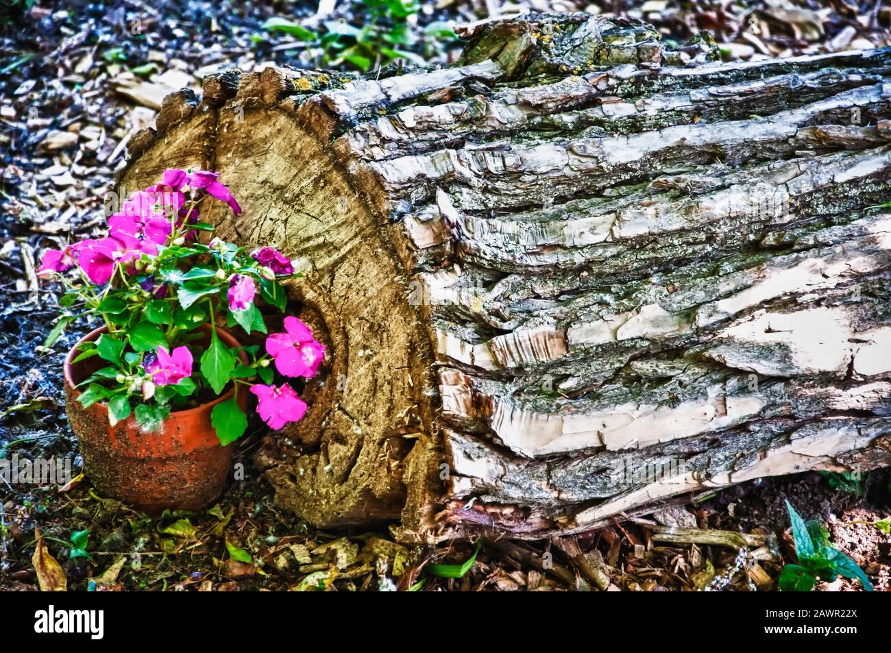 Closuep shot of a pot with beautiful pink flowers near the cut tree trunk Stock Photo