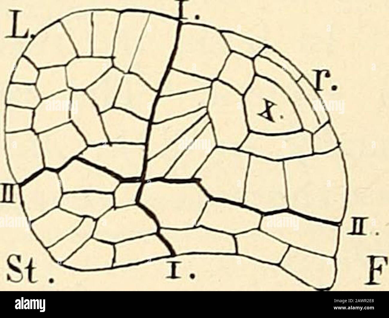The structure & development of the mosses and ferns (Archegoniatae) . Jig. 212.—Marsilia vestita (Hook and Grev.). Development of the embryo. A, Longitudinalsection of archegonium with two-celled embrjo; B, similar section of a later stage ; C, twotransverse sections of a young embryo ; D, two longitudinal sections of an older one; I, I, thebasal wall; L, cotyledon ; st, stem; r, root ; F, foot. A-C, X 525 ; D, X260. the changes are the same as those described in Marattia andOsmunda. Coincident with the first divisions in the embryo, eachof the lateral cells of the prothallium (venter) divides Stock Photo