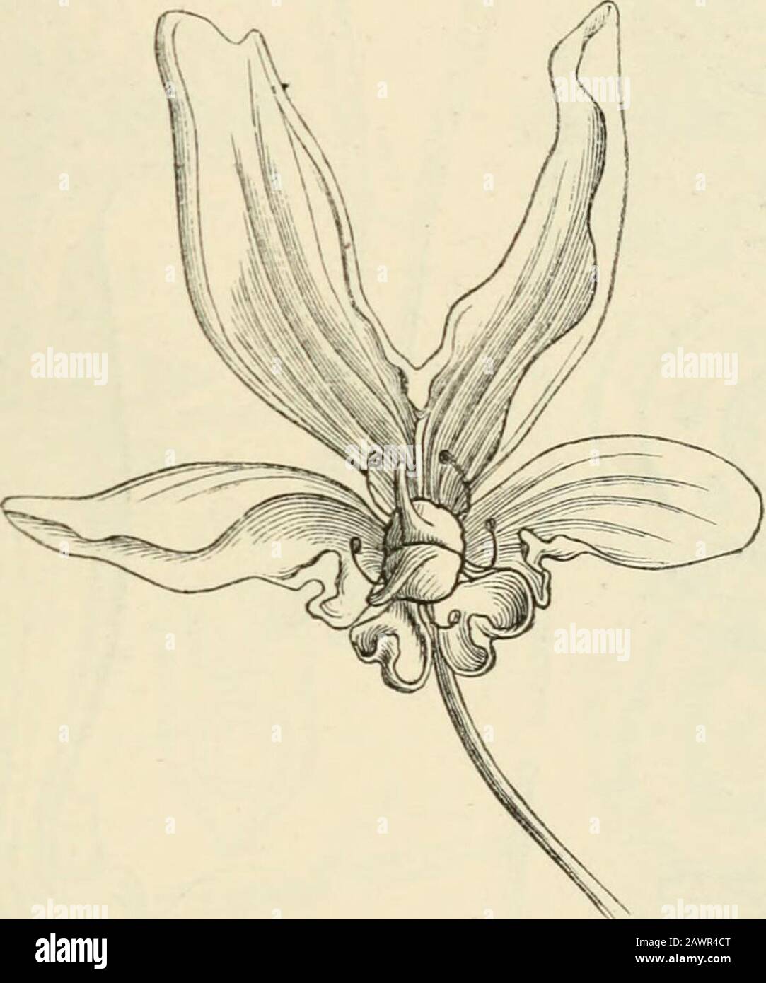Text-book of botany, morphological and physiological . f General ...