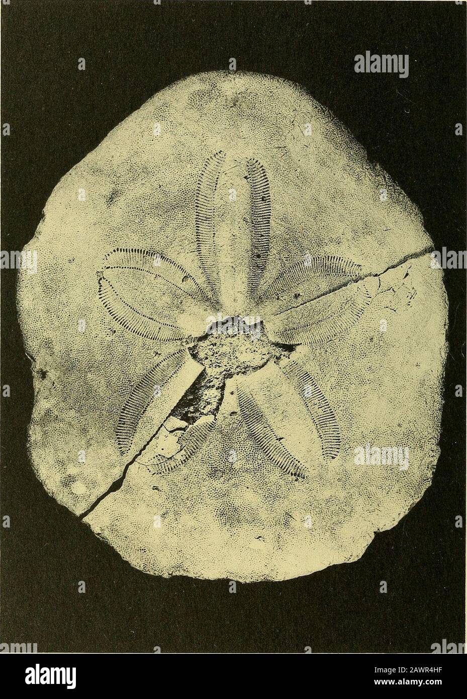 Smithsonian miscellaneous collections . 1-3, Clypeaster crassus Kier. New Species-, 4, Echinocardiumgothicum (ravenel)? (see! explanation of plates at end of text.) SMITHSONIAN MISCELLANEOUS COLLECTIONS VOL. 145. NO. 5, PLATE 12. CLYPEASTER SUNNIL.ANDENS1S KlER, NEW SPECIES (SEE EXPLANATION OF PLATES AT END OF TEXT.) SMITHSONIAN MISCELLANEOUS COLLECTIONS VOL. 145 NO. 5. PLATE 13 Stock Photo