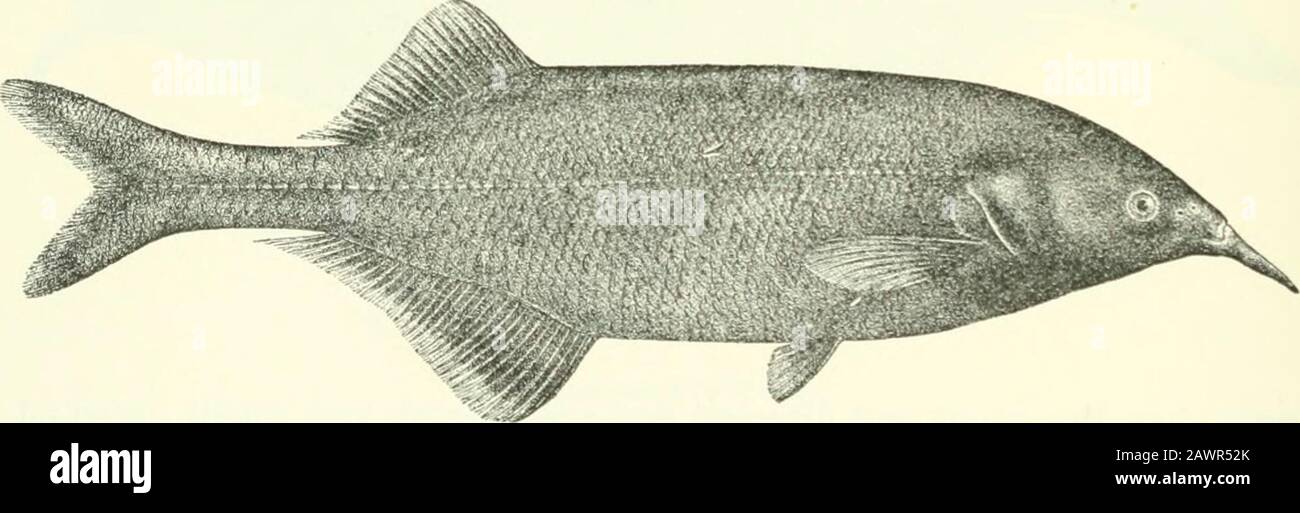 Catalogue of the fresh-water fishes of Africa in the British museum (Natural history) .. . millim. jNiger, Old Calabar, Cameroon, Congo. 1-2. Yg.P.. Hor., typo.4-G. Ad. ct yg.7-&lt;S. Ad.9. Ad.10. Yg. Ogata, Lower Niger.Old Oalal)ar. Monsembe, Ui)per Congo.Stanley Falls. Banzyville, Ubanglii. Dr. ^y. J. Ansorge (0.).Dr. A. Guntlier (P.).Rev. J. H. Weeks (P.).Rev. W. H. Bentley (C).M. De Meuse (C).Capt. Royaux (C). .5. GNATHONEMUS LONGIBARBIS. Mormj/ms jwfersu (non Giintli. 18G2), Giinth. Pethericks Trav. ii. p. 25G (18()9).Mormyrus longibarhis, Hilgend. Sitzl). Ges. nat. Fr. Berlin, ISSS, p. 7 Stock Photo
