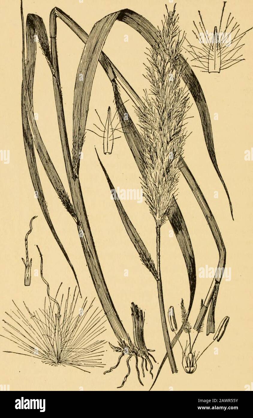 A text-book of grasses with especial reference to the economic species of the United States . feet long. SuBTRiBE EUANDROPOGONE^ 207. Spikelets not all alike, the sessile one of each pairfertile, the pedicelled sterile, sometimes reduced to thepedicel. The genera described below are included by?ome authors as sub-genera of the large genus Andro-pogon. The axis of the raceme is articulated. Theawn is very large and strong in some genera (Hetero-pogon, Chrysopogon), is geniculate and twisted, andbears at the base of the spikelet a strong sharp hairy 168 A TEXT-BOOK OF GRASSES. Fig. 15. Brian thu Stock Photo