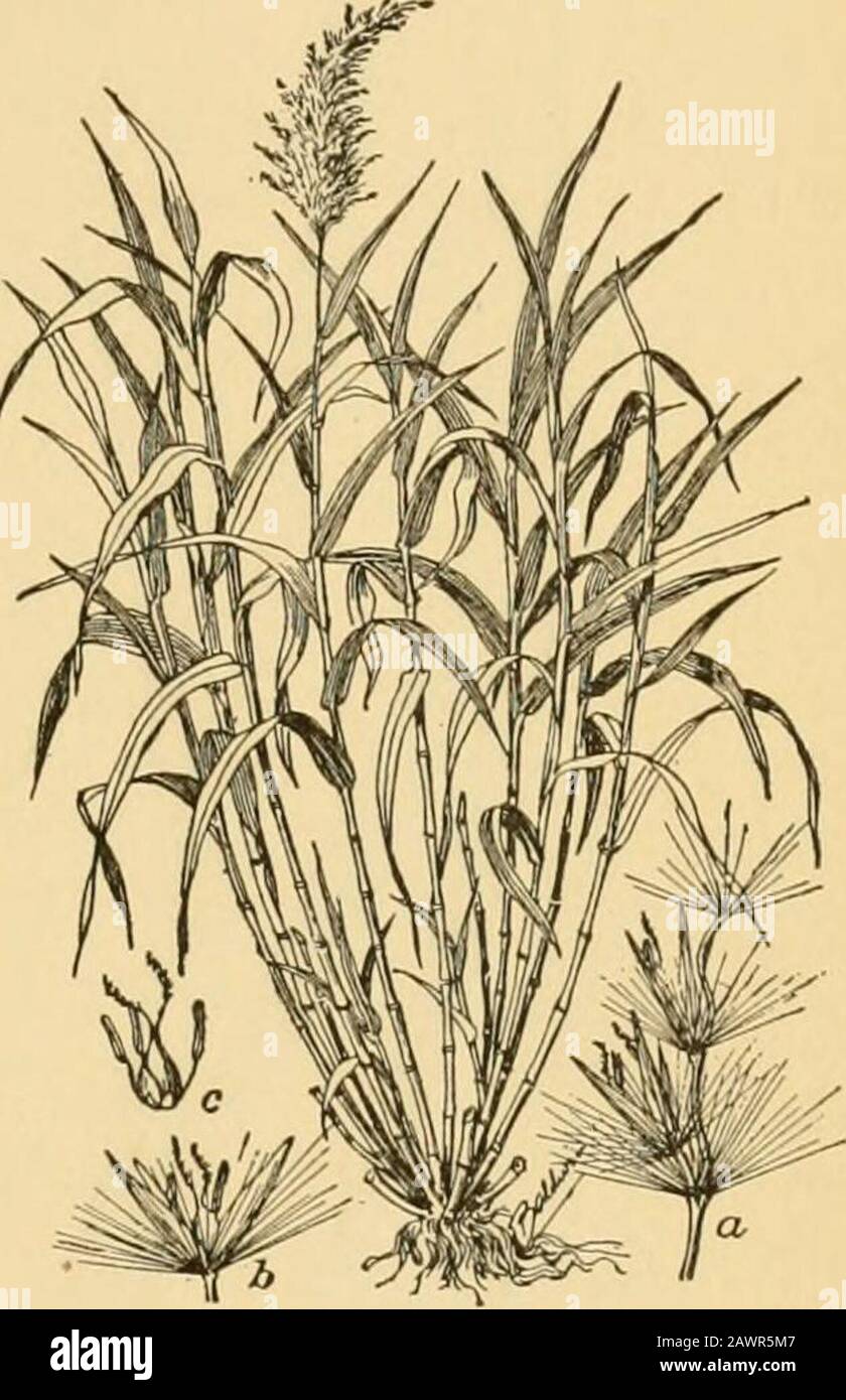 A text-book of grasses with especial reference to the economic species of the United States . ANDROPOGONE^ 16- coarse grass with broad blades and a large woolly plume-like panicle as much as 2 feet long. The unawned spike-lets are similar to those of the preceding genus, but theaxis of the racemes is articu-lated. The native country ofsugar-cane is not known, but itis now cultivated in all tropicalcountries. Although it producesseed occasionally it is propa-gated by cuttings of the stem. 206. Erianthus Michx.—Theinflorescence resembles that ofthe preceding genus, but thespikelets are awned. On Stock Photo