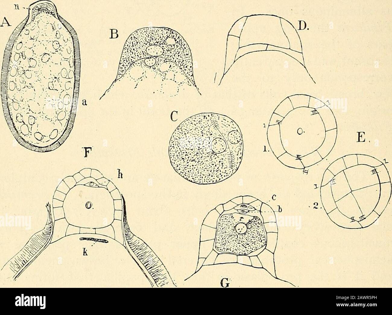 The structure & development of the mosses and ferns (Archegoniatae) . nucleus, which occupies the apicalpapilla. This is filled with fine granules, but is entirely freefrom the very large starch grains of the large basal part of thespore. The nucleus is somewhat flattened. A similar arrange-ment of the spore contents is found in Pihilaria, but the apexof the spore does not form a distinct papilla. The epispore isof nearly equal thickness, except at the extreme apex, in ^ Strasburger (11), vol. iv. p. 122. 404 MOSSES AND FERNS CHAP. Marsilia, but in Pilularia, especially in P. globulifera, thee Stock Photo