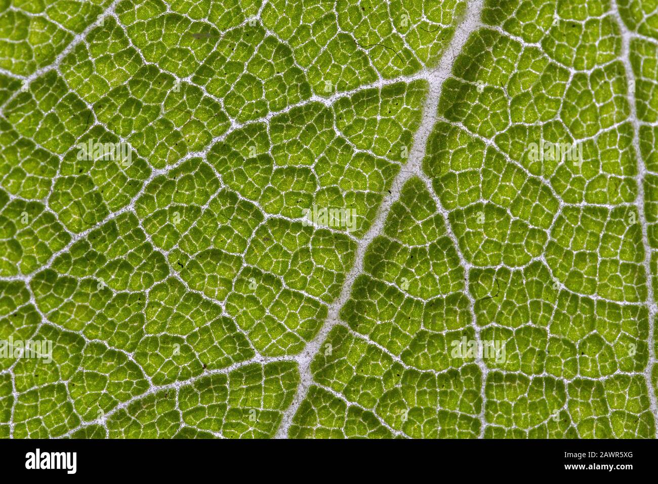 Macro photography of a myrrh leaf Stock Photo
