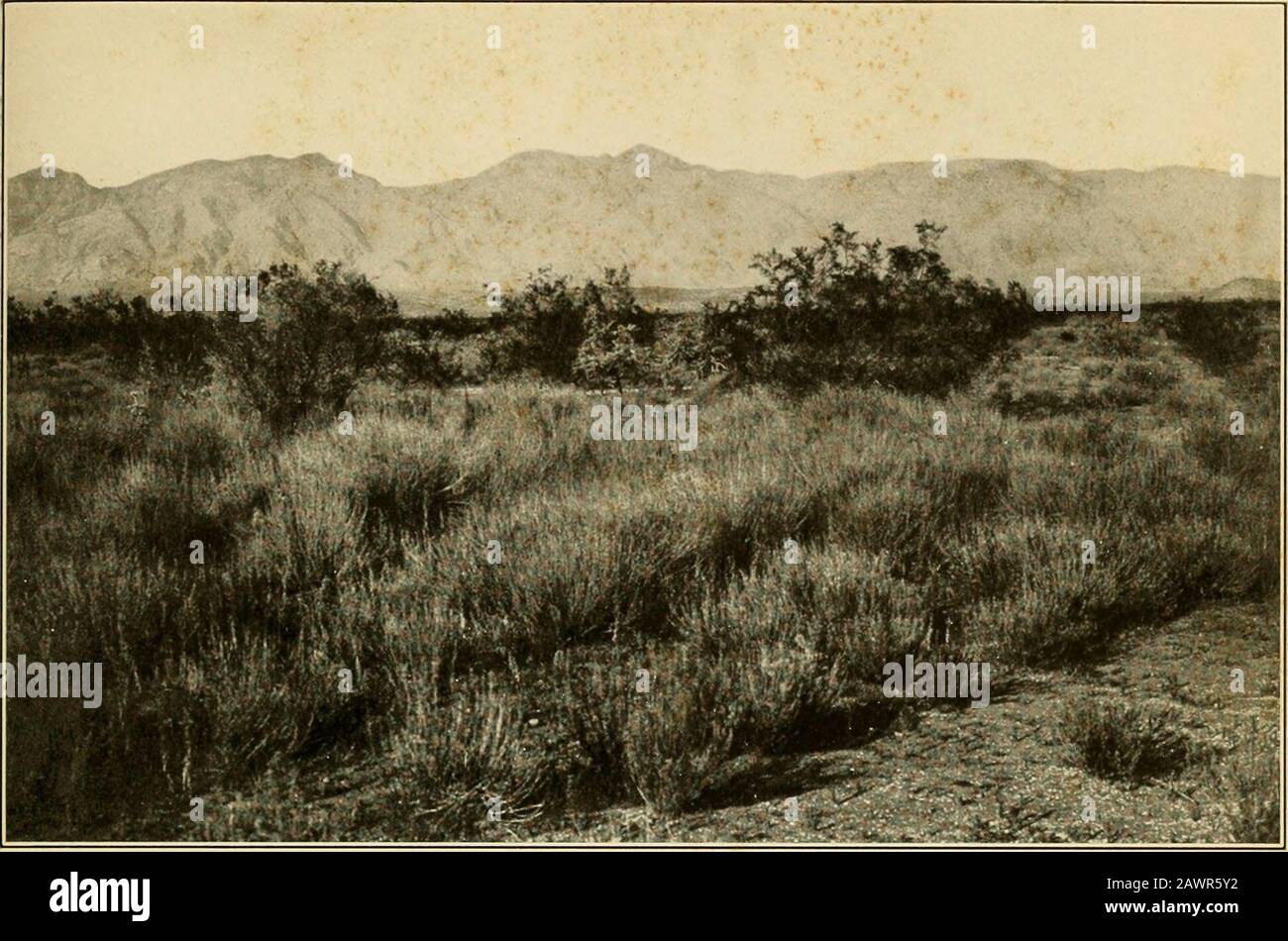 The vegetation of a desert mountain range as conditioned by climatic factors . SHREVE Plate 2. A. South face of Santa Catalina Mountains viewed 7 miles from their base. Mount Lemmuu is un riglit center.In foreground is bajada vegetation of Covillea tridentata, Opuntia spinosior, and Isocotna hartwegi. g^^ M ^•?^r.^^.: ?^^^. ? ? B. Extreme southwestern ridge of Santa Catalinas viewed from the north. In foreground is the bed of the Canadadel Oro, with individuals of Hymenoclea monogyra and a marginal fringe of Prosopis velutina and Chil-opsis linearis. SHREVE Plate 3 Stock Photo