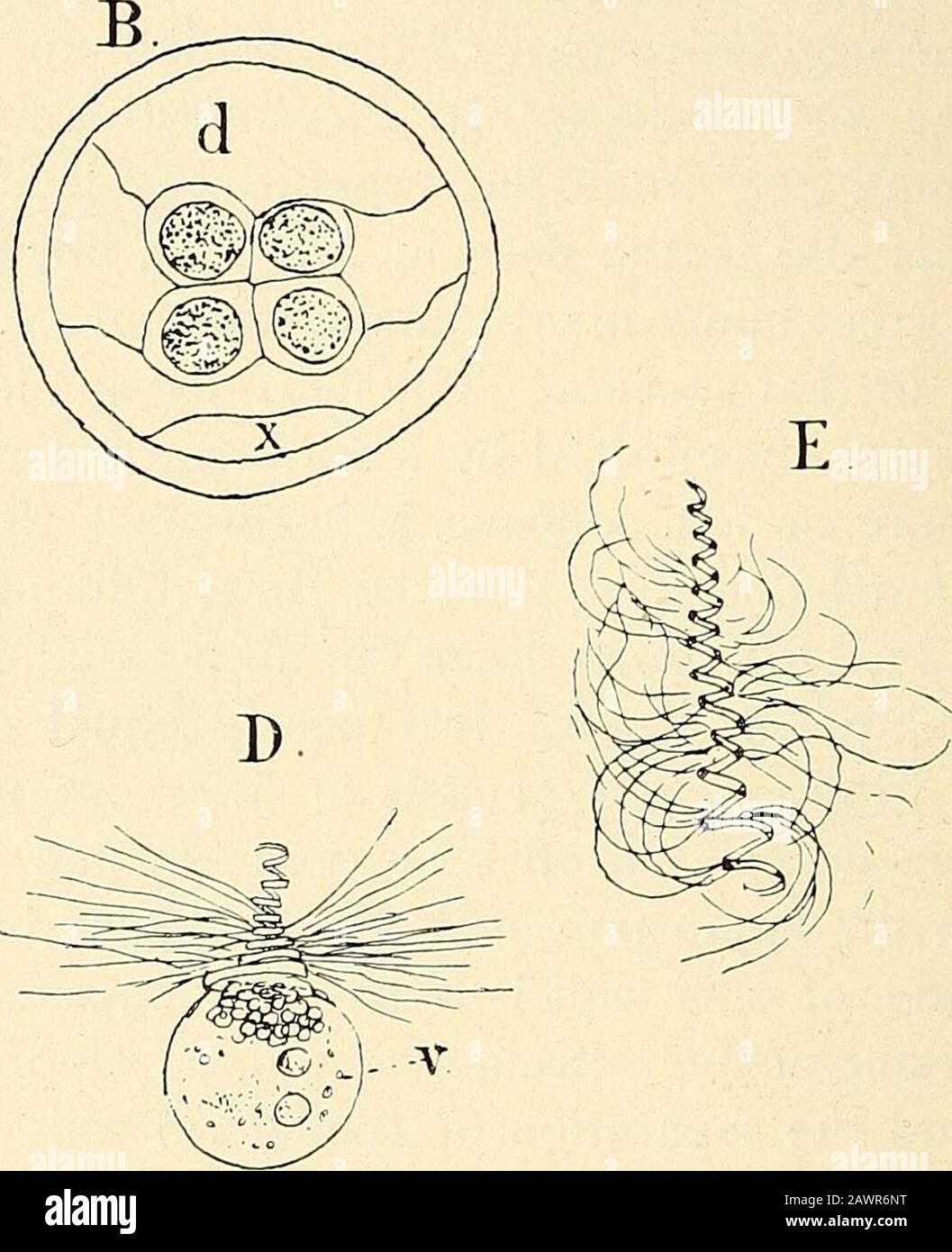 The structure & development of the mosses and ferns (Archegoniatae) . Fig. 208.—A, B, C, Sections made in three planes of the ripe antheridium of Marsilia vestita., X450 ;jr, vegetative prothallial cell; d, cover cell of the antheridium; D, E, spermatozoids, X900; v,the vesicle attached to the large posterior coils. is the small vegetative cell, in the basal cell of the antheridium,/*the lateral wall cells, and d the cover cell. Pilula7-ia approachesmuch nearer to the Polypodiacese in the structure of theantheridium (Fig. 209). The first funnel-shaped wall is muchmore frequently extended to th Stock Photo