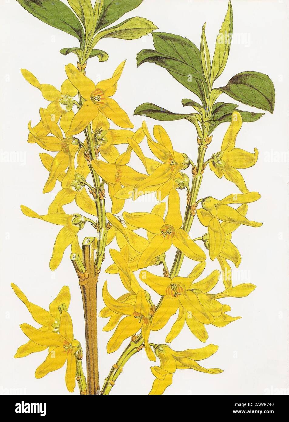 Forsythia viridissima RHS. Stock Photo