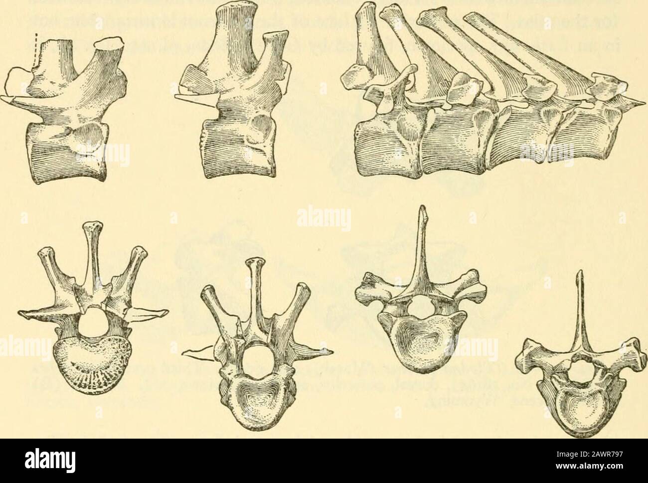 Smithsonian miscellaneous collections . arterialcanal is obscured by matrix. The remaining cervicals of Trogosus, however, have short, broadcentra and sturdy arches. The transverse processes are narrow, back-ward sweeping and, except for the seventh, have good-sized verte-brarterial canals. The zygapophyses are widely expanded for thenearly circular articular surfaces. 7^ SMITHSONIAN MISCELLANEOUS COLLECTIONS VOL, 121 The dorsal series in Trogosus is known by but six vertebrae (fig.25). Four of these are marked as having been found in articulation.The centra are noticeably narrower than in the Stock Photo