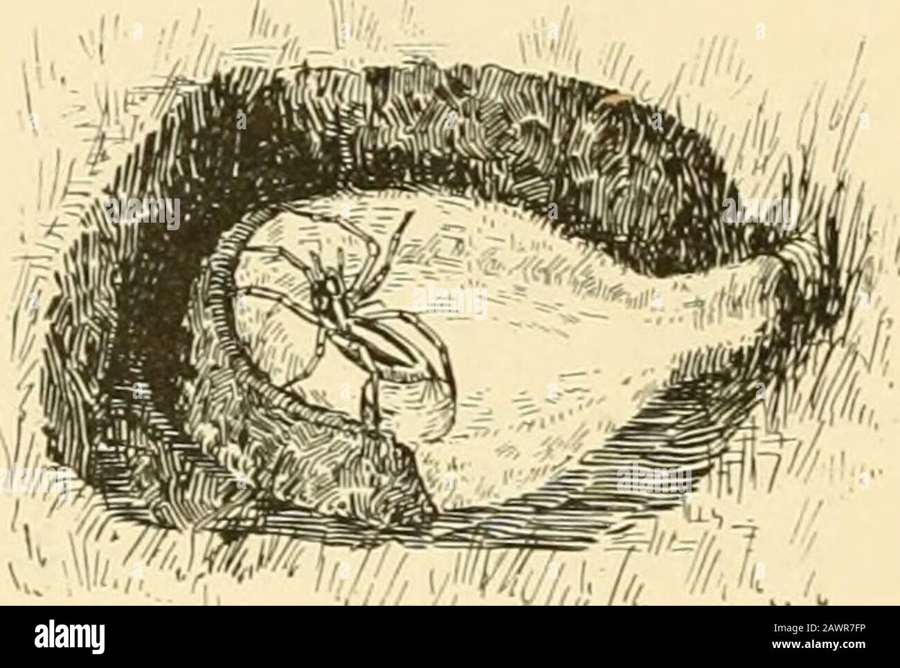 American spiders and their spinningworkA natural history of the orbweaving spiders of the United States, with special regard to their industry and habits . that in tlae intervalthe spider had oviposited upon the central part of the cushion, and wasthen engaged in covering the hemispherical egg mass with a silkenenvelope, working like a mason sjareading mortar with a trowel. Unluckily, at this stage of work I had to leave for an imperative en-gagement, and did not see my spider again for an hour and a half, whenI was delighted to find a round silken ball dangling from the°™^°^ apex of her abdom Stock Photo