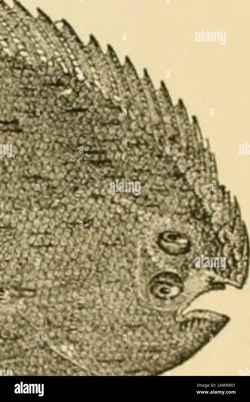 Fishes . Fio. 609.—Hog-choker Sole, Achirus lineatus (L.). Potomac River. The European Soles fSoIeinae).—The European soles are moreelongate in form, with the ventral fins narrow and not extendedalong the ridge of the abdomen. The eyes are on the right sidewith no bony ridge between them. No species of this type is I Suborder Heterosomata 707 certainly known from American waters, although numerous inEurope and Asia. The species have much in common withthe plaice tribe of flounders and may be derived from the samestock. One species, as above noted, is found in the Miocene. The common sole of Eu Stock Photo