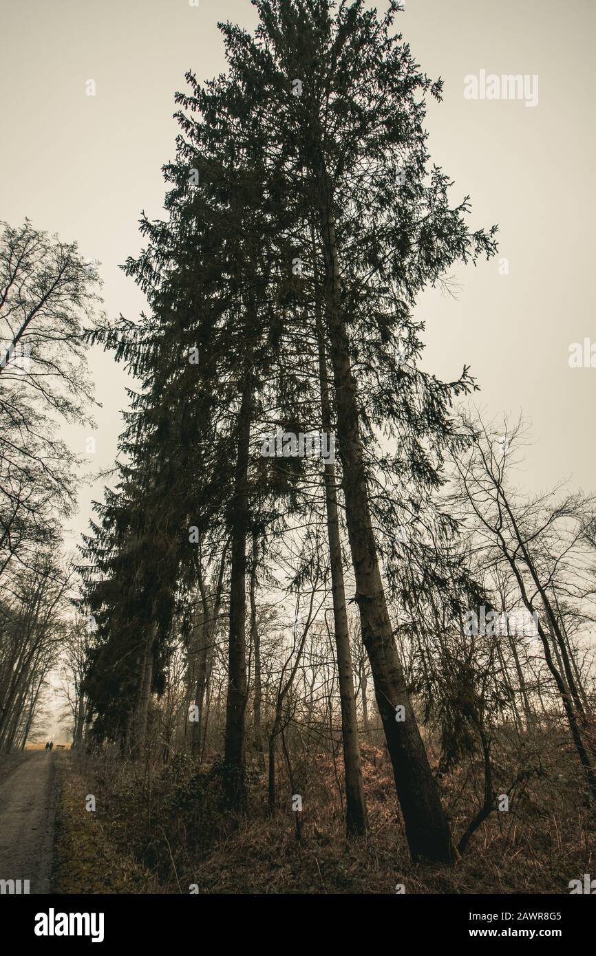 Low angle shot of a huge pine tree in a forest with a gloomy sky in the ...