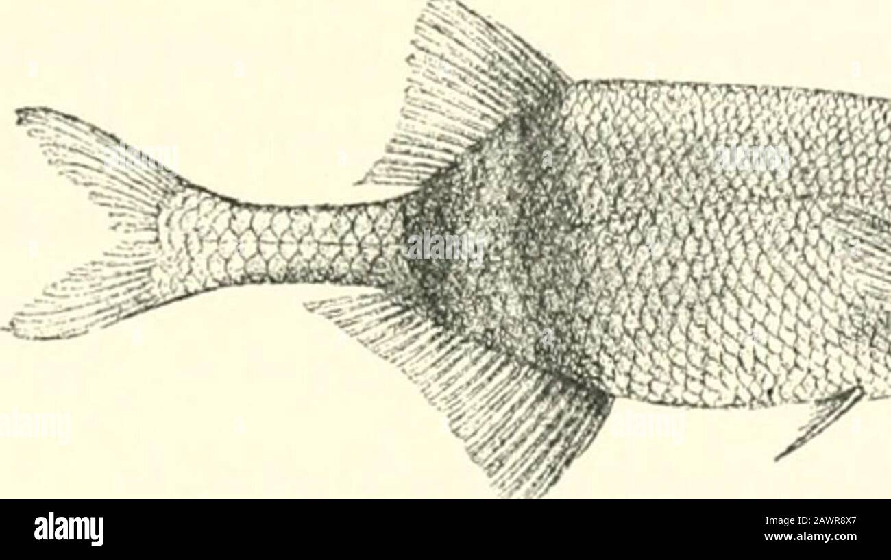 Catalogue of the fresh-water fishes of Africa in the British museum (Natural history) .. . erl. Dierk. Ver. (2) iii. 1891, p. 84.GnatJionemus moorii, Bouleng. Proc. Zool. Soc. 1898, p. 803, and Poiss. Bass. Congo, p. 94 (1901) ; Pappenh. Mitth. Zool. Mus. Berl. iii. 1907, p. 354. Depth of body 3 to 3f times in total length, length of head 4 to 5times. Head as long as deep or slightly longer than deep, with curvedupper profile; snout short, about  length of head; a globular dermalswelling on the chin ; teeth small, notched, 5 in upper jaw, 6 in lower;eye moderate, f to f length of snout, about Stock Photo