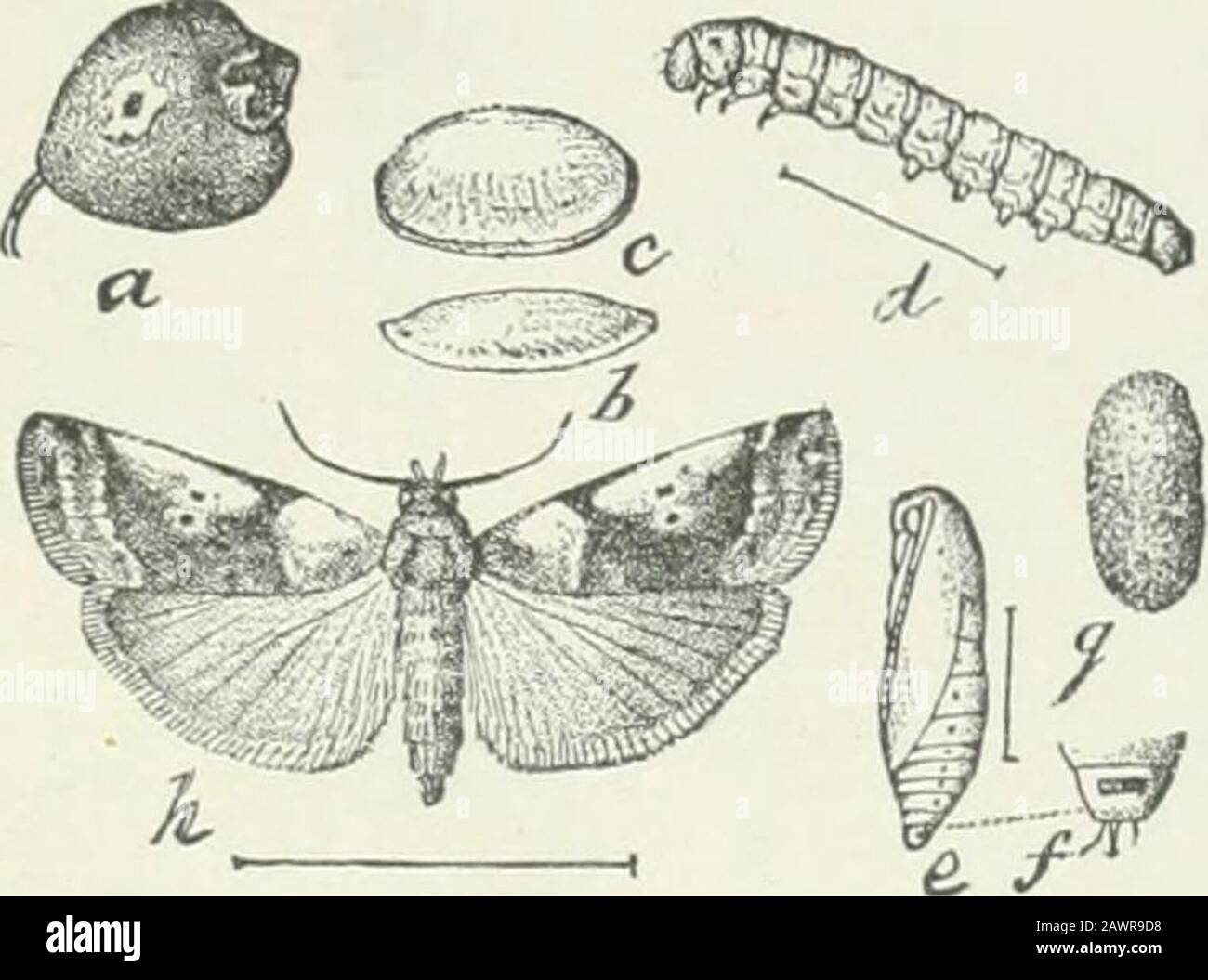 Economic entomology for the farmer and fruit-grower : and for use as a text-book in agricultural schools and colleges . case or sac which they carry about with them,and in which they are more or less protected. We have several more or less troublesome species that are The clover-hay worm, i and 2 ; ils cocoon at 3 ;the pupa at 4 ; the moths, Asopia costalis, at 5 and6; at 7 the tubes made by the larvae. THE IXSECT WORLD. ^n rather difficult to deal with. One of these is the Mineola vaccinii,or cranberrj-fruit worm, which lives in the berry itself, feed-ing in the seed-capsule, causing the frui Stock Photo
