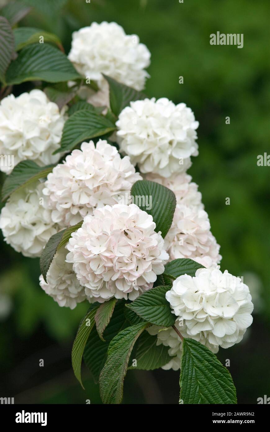 Japanese Snowball Flower - Vibernum plicatum 'Rosacea' Stock Photo