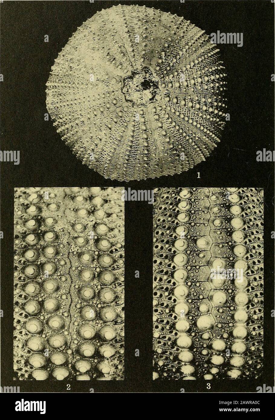 Smithsonian miscellaneous collections . 1-5, Arbacia crenulata Kier, New Species; 6, Arbacia improcera (Conrad) (see explanation of plates at end of text.) SMITHSONIAN MISCELLANEOUS COLLECTIONS VOL. 145. NO. 5, PLATE 2. 1-2, LYTECHINUS VARIEGATUS PLURITUBERCULATUS KlER, NEW SUBSPECIES;3, LYTECHINUS VARIEGATUS VARIEGATUS (LESKE) (SEE EXPLANATION OF PLATES AT END OF TEXT.) SMITHSONIAN MISCELLANEOUS COLLECTIONS VOL. 145. NO. 5. PLATE 3 Stock Photo