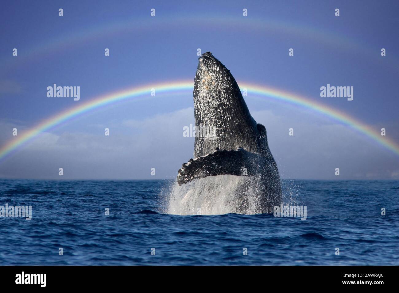 Humpback whale breaches of the coast of Maui, Hawaii Stock Photo - Alamy