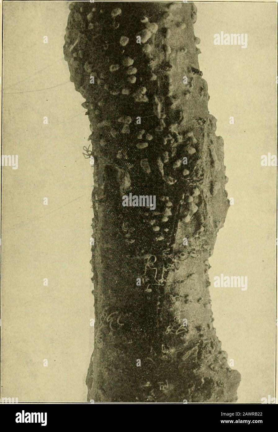 The chestnut bark disease . Fig. 5.—Young tree showing postules on smooth bark, and sprouts. (See alsoFig. 11, page 221.) A closer examination reveals the diseased band near th(base of the affected portion. It is especially conspicuous oismooth bark, causing a reddish brown discoloration and pro-ducing numerous little pustules which break through the barland set free vast numbers of spores. These spore masses areorange colored but vary considerably in appearance accord-ing to climatic conditions. During warm, moist weather the]are especially prominent and sometimes may be seen as longicurly, y Stock Photo