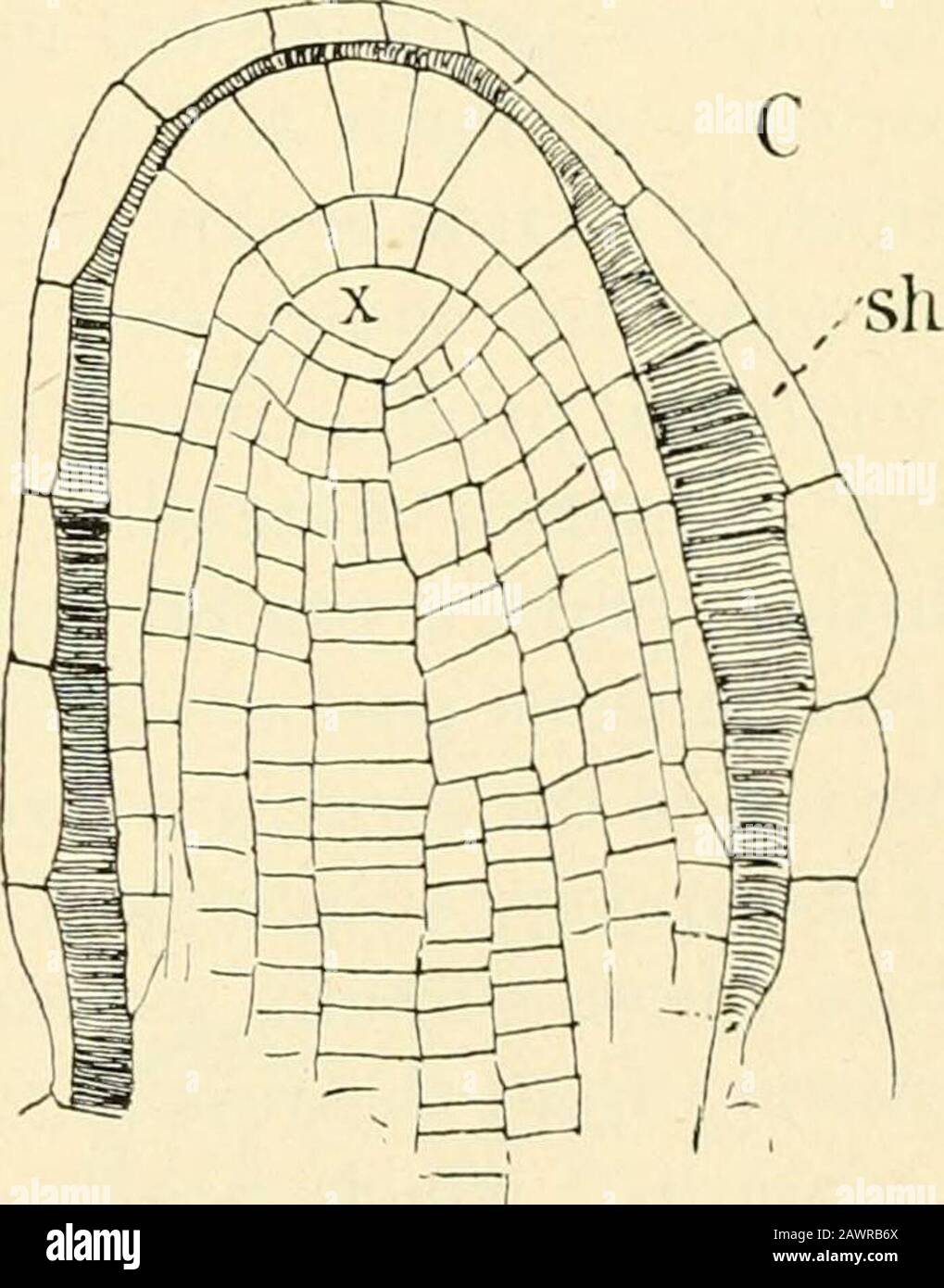 The structure & development of the mosses and ferns (Archegoniatae ...