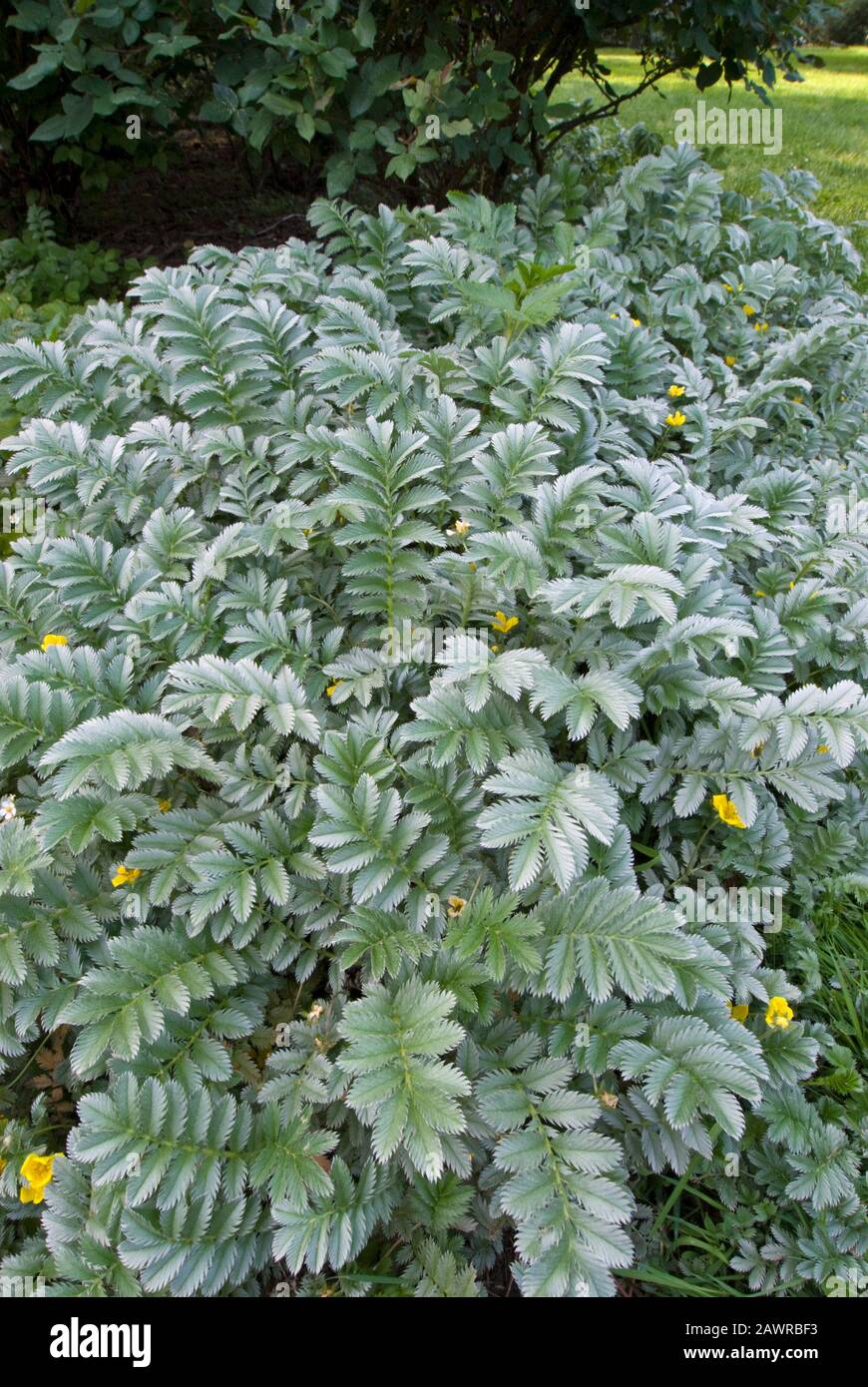 Silverweed - Potentilla anserina or Argentina Stock Photo