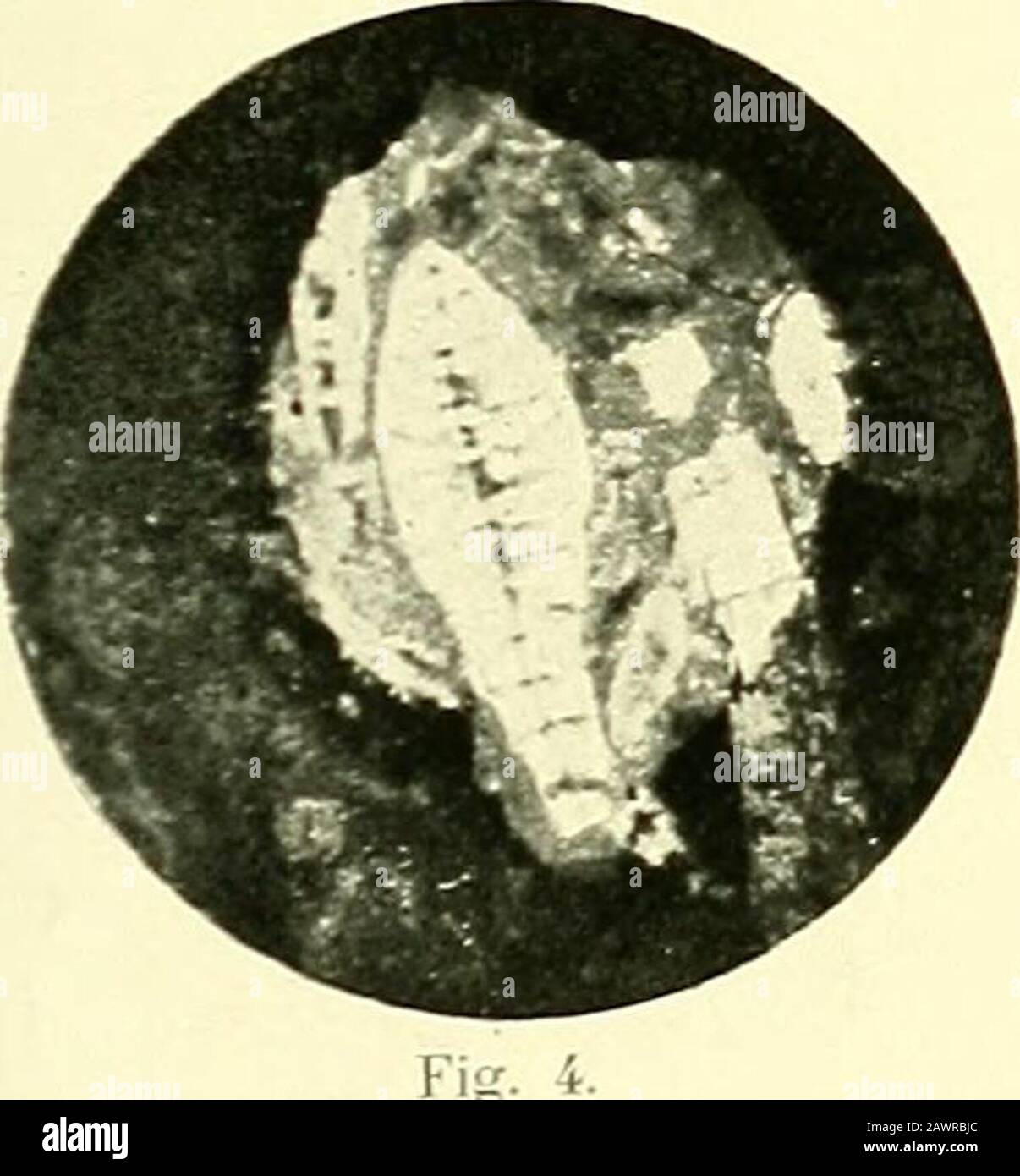 Nova Guinea : résultats de l'expédition scientifique néerlandaise à la Nouvelle-Guinée en 1903[-1920] . Fig. 1. Fig. 2.. Stock Photo