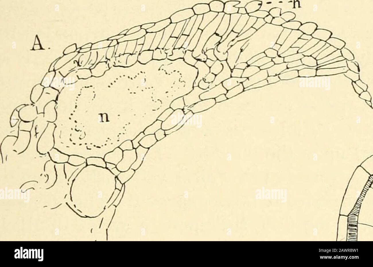 The structure & development of the mosses and ferns (Archegoniatae) . bservations in regard to the origin differ slightly from his inone respect. Instead of only a portion of the ventral lobegoing to form the sori, the whole lobe is devoted to the forma-tion of these, and the involucre which surrounds them is thereduced dorsal lobe of the leaf, and not part of the ventral one. ^ Strasburger (6), p. 52. XII LEPTOSPORANGIATAC HETEROSPOREAC 395 The leaf lobe, as soon as its first median division is complete,at once begins to form the sporocarps, each half becomingtransferred directly into its ini Stock Photo