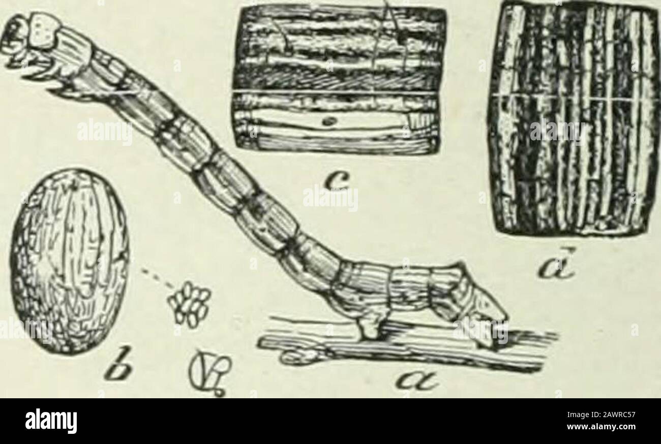 Economic entomology for the farmer and fruit-grower : and for use as a text-book in agricultural schools and colleges . Canker-worm, larva of Anisoptcryxpometaria.—a, b, &%%, enlarged ; e, patch of eggs; c, d, bodysegments of/, lar-a ; g, pupa of female. a, larva of Paleacrita vernata;b, an ^SS^ much enlarged; c, d,body segments of lara. trunk below any obstruction that it cannot pass. The younglarvae will attempt to get to the leaves, and will, if they find animpassable barrier, starve to death. The best materials, allthings considered, are raupenleim, or dendrolene, prefer-ably the latter, Stock Photo