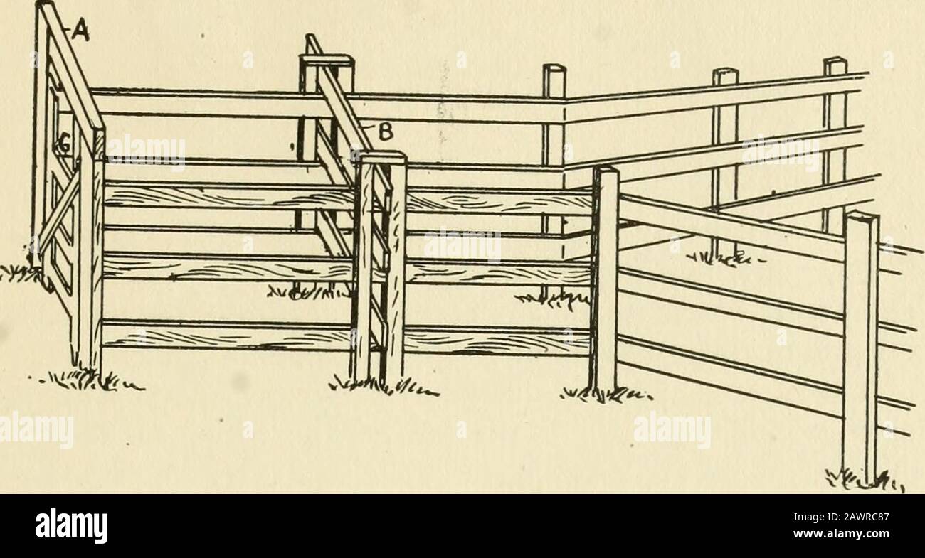 Restraint of domestic animals; a book for the use of students and practitioners; 312 illustrations from pen drawings and 26 half tones from original photographs . Fig. 262. Travis or Stocks. Cattle Chute. Figure 263 represents a design of cattle chute which isused very extensively in the West and Northwest for confiningwild and range cattle for spaying and other surgical operations.This chute is simply a wedge-shaped stockade. The sides ofthe chute are six feet high and the chute itself is only twoand one-half feet wide. The gate (A) is eight feet high andtwo and one-half feet wide. The slidin Stock Photo