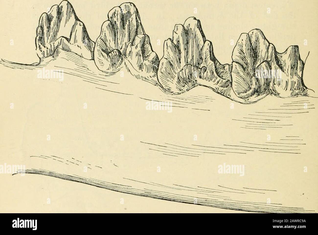 The annals and magazine of natural history : zoology, botany, and geology . sition is marked by the arrow in the figure. front of this tooth the alveolar border is exceedingly thin,sharp-edged, and without trace either of teeth or o( anysockets to contain them. It would appear that this animalwas toothless in this region or else had the teeth muchreduced, as there is hardly enough substance at the edge &lt;»tthe jaw to carry an average-sized incisor such as is foundin the genus Ancodon generally. The position of the firstpremolar close against the second is also a point of difference. * And Stock Photo