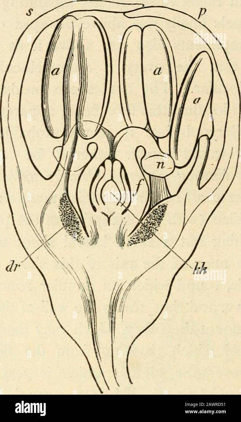 Text-book of botany, morphological and physiological . Fig. 361.—Longitudina section of the flower oiRheionjiticiitiatiim: s leaf of the outer, / of the inner perianth-whorl: aaa three of the nine anthers, yovary, 7t stig-ma,kk nucleus of the ovary, dr glandular tissue at the baseof the filaments forming the nectaries. Vie -^60.—Anaga/lis aj-venszs: A longitudinal section ofa young flower-bud, / sepals, c corolla, a anthers ; A carpel;-S apex of the floral axis ; R the gynseceum further developed,the stigma n being now formed, and the ovules on the centralplacental; Cthe gyna?ceum ready for fe Stock Photo