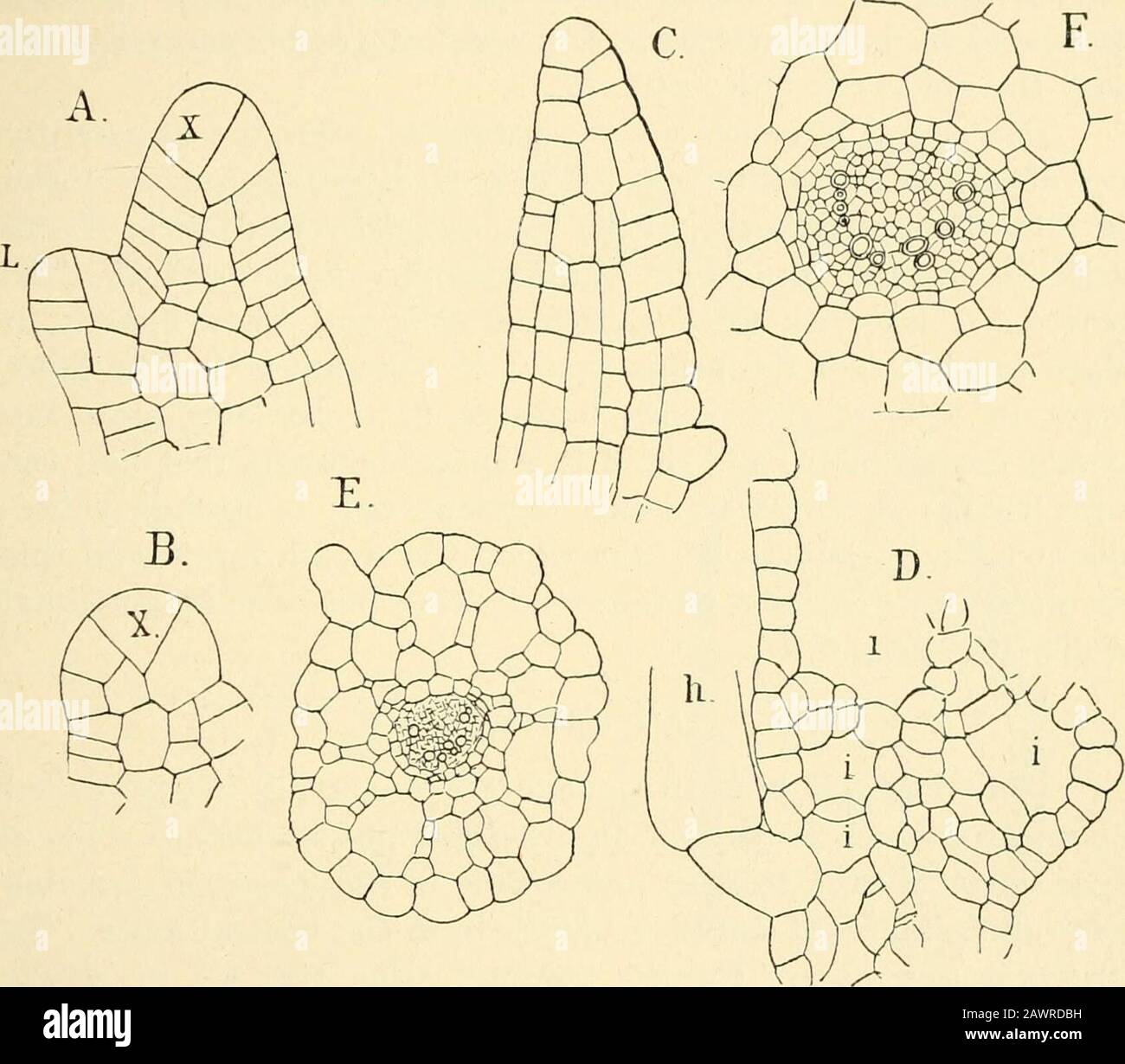 The structure & development of the mosses and ferns (Archegoniatae) . eloped leaves of Azolla are all alike. InA. filiculoides the two lobes are of nearly equal size, the loweror ventral one, which is submersed, somewhat larger, but simplerin structure. The dorsal lobe shows a large cavity near its base(Fig. 204, A), which opens on the inner side by a small pore.On the outer side the epidermal cells are produced into shortpapillate hairs, which in some species, e.g. A. Caroliniana, aretwo-celled. Stomata of peculiar form (Fig. 204, B) occur on 1 Prantl (i), PI. I. Figs. 2, 3. XII LEPTOSPORANGI Stock Photo