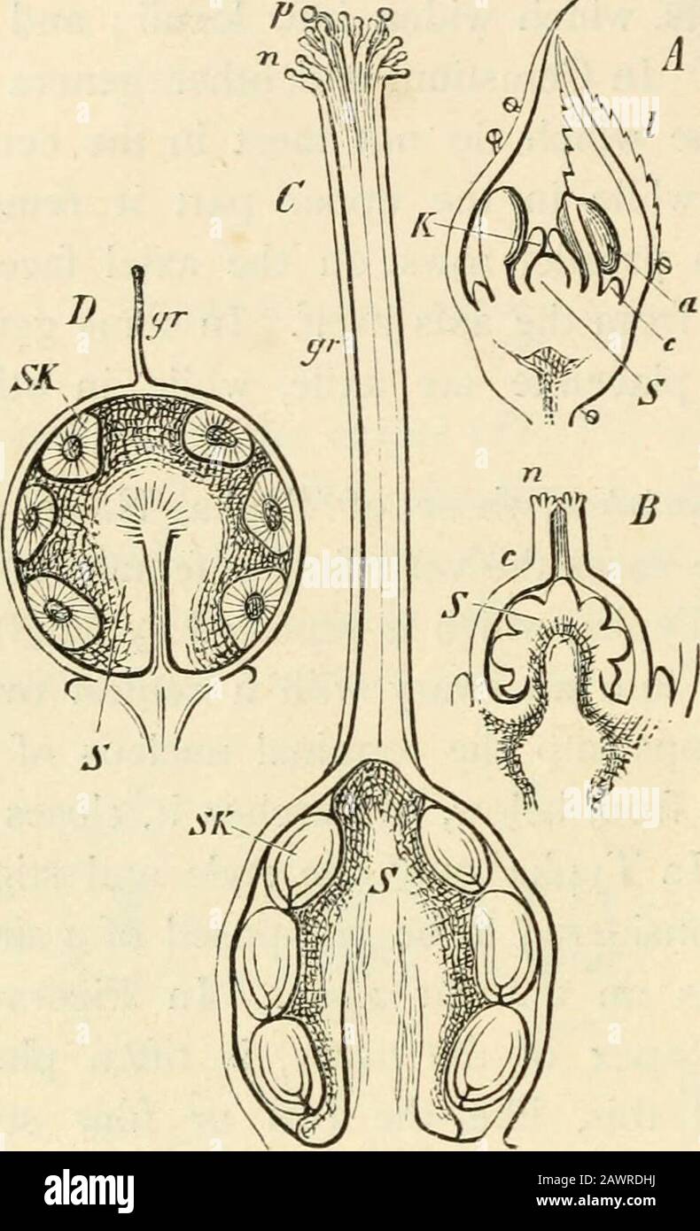 Text-book of botany, morphological and physiological . amalgamate in the course 1 Magnus, Zur Morphologic der Gattung Naias (Bot. Zeit. 1869, p. 772).—Rohrbach, UeberTypha (in Sitzungsber. des Gesells. naturf. Freunde Berlin Nov. 16, i869).-Hanstein u. Schmitz,Ueber Entwickelung der Piperaceenbliithen (Bot. Zeit. 1870, p. 38). 2 I am unable to understand why Magnus calls the coating of the ovary perianth. 496 PHANEROGAMS. of their growth, their zone of insertion becoming elevated as a ring. Since thewall of the ovary does not in any of these cases forms placentae from the number andposition of Stock Photo