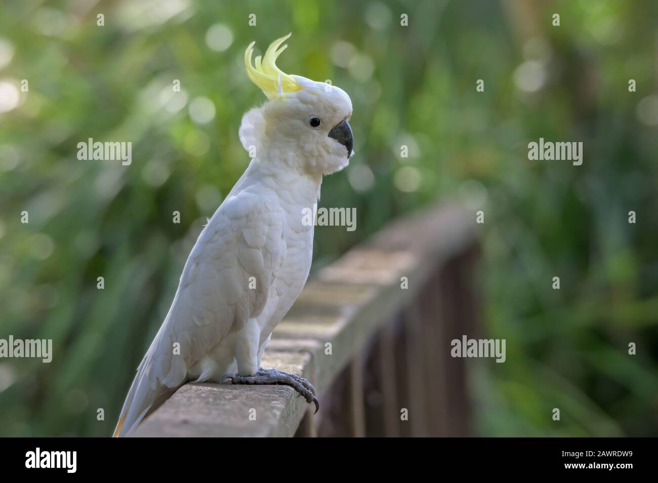 Cockatoo Sitting On A Wooden Deck Fence Stock Photo