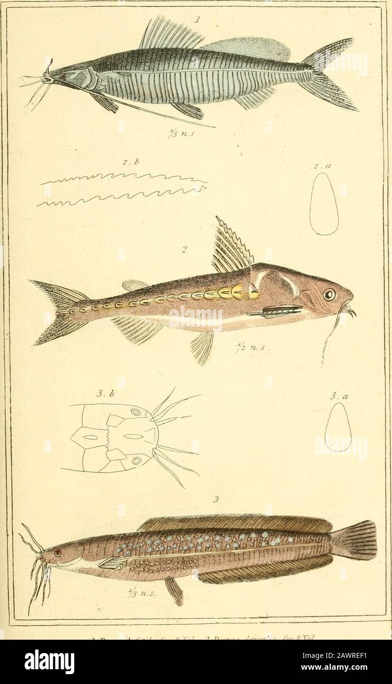 The animal kingdom, arranged according to its organization, serving as a foundation for the natural history of animals : and an introduction to comparative anatomy . .-//. X/n- Thn/.fR/ypti Xw/,//.? /^jre,i./,r.rr?,. :. 17/JBn/e AnLrna^LinjLiid^nrc. .Pi^-crs.Fl.62.. :ViLxyaiiA./i.tUe tuv. I .il? 1.Doras lUnsaUs. /Jiv.li-T,,/.;V HeteTol&gt;ra.in:luis punctatus- On: .f Vd7. I,„„/,rr, /; ff,;Ur..m .(/.rVmUy. Ajxuruiyl M-ngdcni i JPisccj-. F163. Stock Photo