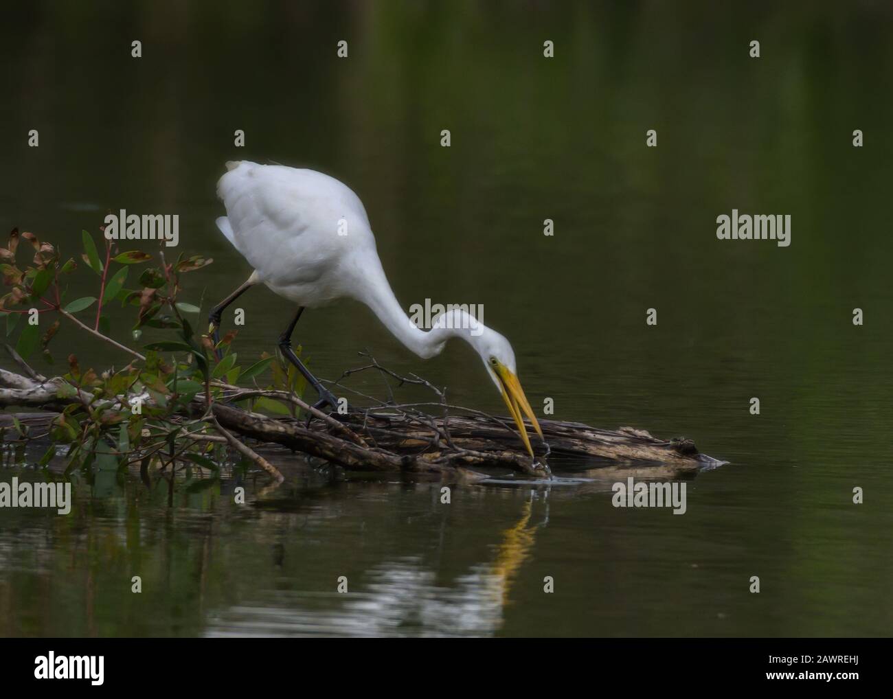 Great Egret Catching Food In A Lake Stock Photo
