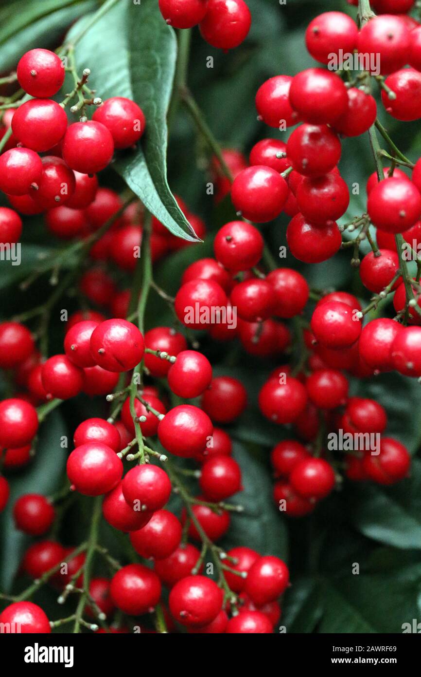 Red Holiday Berry Stock Photo