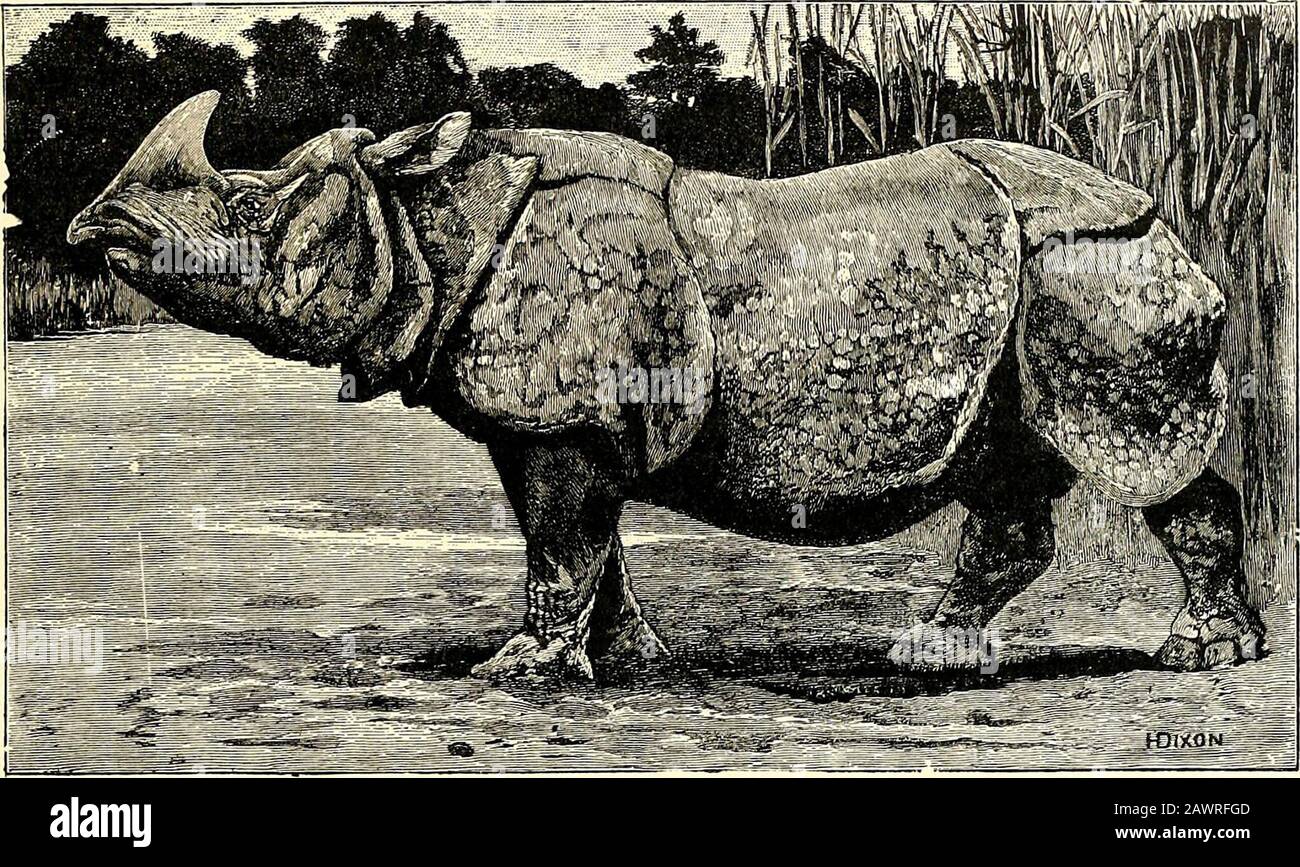 Indian rhinoceros skull hires stock photography and images Alamy