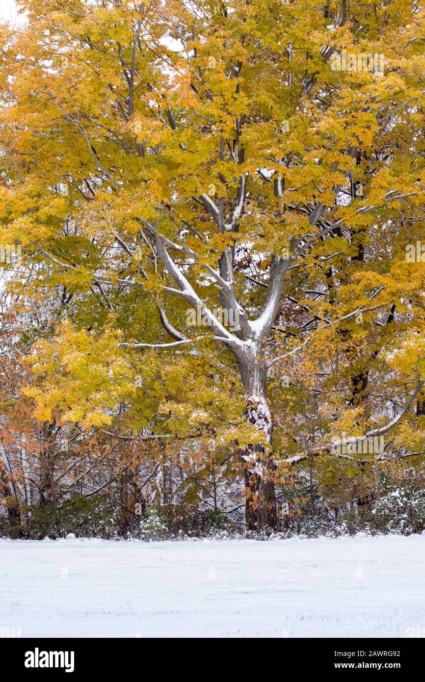 A beautiful tree still dressed in yellow and gold leaves, is frosted with snow during an early fall snow storm Stock Photo