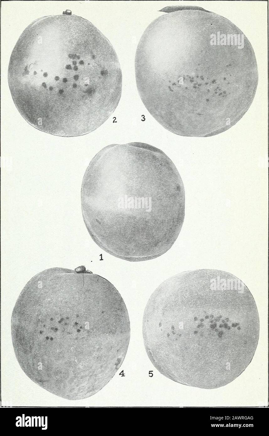 Peach scab and its control . conducted at Madison. Wis., in 1914 were planned (1)to coirfirai the results of the preceding season in a locality where peachscab lias not been observed to occur naturally and (2) to determinewhether infection may occur during the early stages of developmentof the fruit. The report of these experiments is summarized asf ollows: Sources of inoculation.—Abundantly sporulating young Lima-bean agar cultures ofsingle-spore strains of Cladosporium carpophilum isolated from scab lesions of (ax- fruit..(6) twig, and (c) leaf of the peach. Methods.—On May 29. about a week Stock Photo