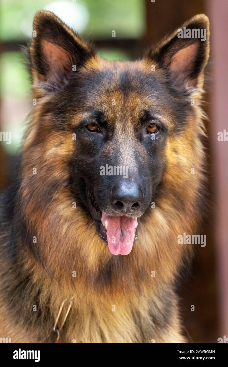 Good looking german shepherds 2025