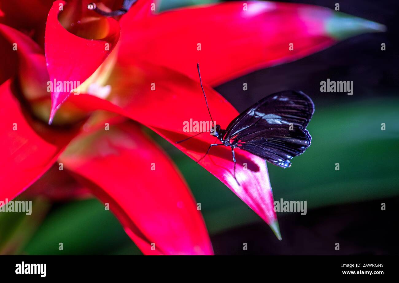 Tiny postman butterfly lands on a red leaf in a tropical garden Stock Photo