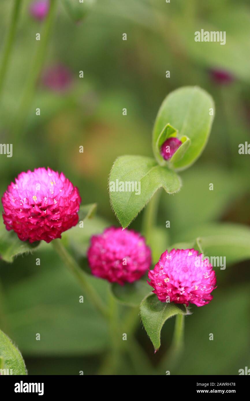 Magenta Wild Flowers Stock Photo