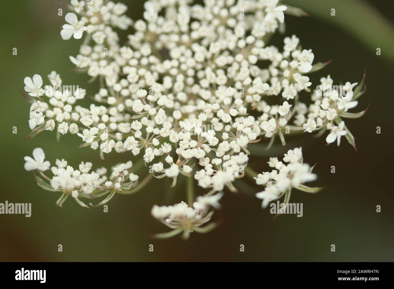 Small White Flowers in bloom Stock Photo