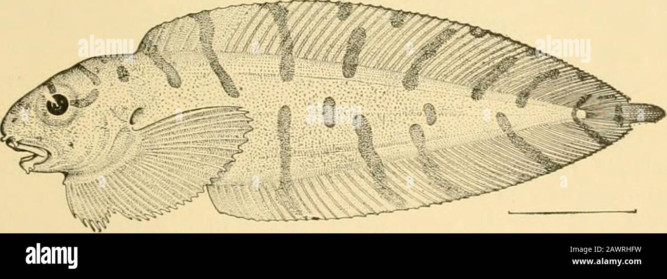 Fishes . Fig. 575,—Lumpfish, Cyclopterus lumpus (Linnaeus). Eastport, Me. tadpole shaped, covered with very lax skin, like the wrinkledskin on scalded milk. In structure the liparids are still moredegenerate than the lumpfishes. Even the characteristic ven-. FiG. 576.—Liparid, CrystalHas matsushimcr (Jordan and Snyder).Family Liparididce. Matsushima Bay, Japan. tral disk is lost in some species {Paraliparis; Amitra) and innumerous others the tail is drawn out into a point (leptocercal),a character almost always a result of degradation. The dorsalspines are wanting or imbedded in the loose skin Stock Photo