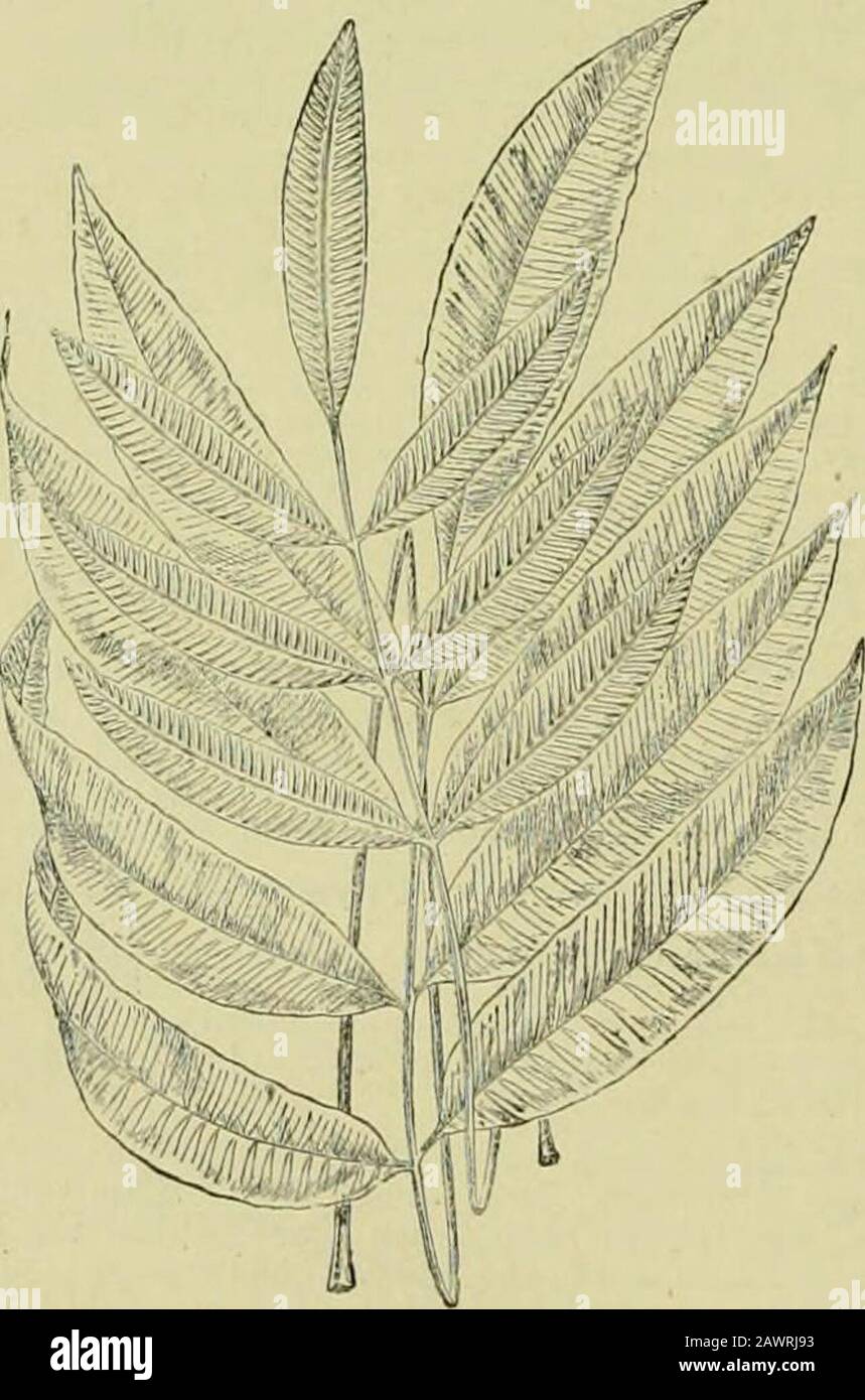 The century supplement to the dictionary of gardening, a practical and scientific encyclopaedia of horticulture for gardeners and botanists . FiG. 315. Barren Frond and Portion of Fertile Frond ofDan.ea CRISrA. especially of the beaiitifnl D. crispa (see Fig. 315), havereached England in excellent condition, the plants whenunpacked being in some instances the very picture of. Fig. 316. Fertile and Barren Fronds of Dan.ea elliptica. Dausea—continued.health ; yet none, to onr knowledge, have prospered, andthe most that has been done with them ha^ been to keepthem alive for three or four years, d Stock Photo
